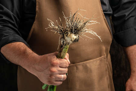 young garlic. Farmer with freshly harvested vegetables, fresh bunch of heads organic garlic.の写真素材