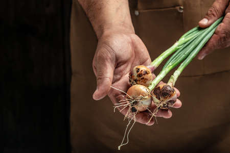 hands of a farmer holding green onion heads, freshly harvested vegetables,の写真素材