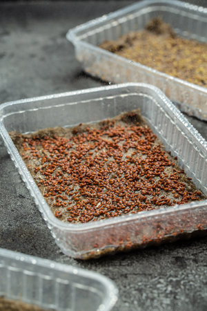 Micro green sprouts growing in the kitchen. different microgreens. enjoy gardening hobby. housekeeping.の写真素材