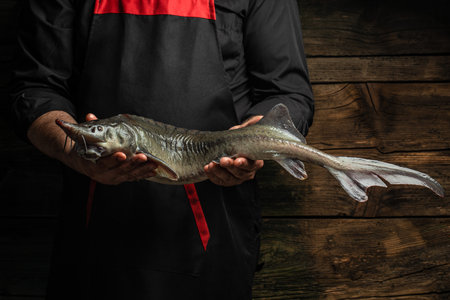 sturgeon fish on a dark background, The chef is holding a large raw sturgeon in his hands, Culinary, cooking, bakery concept.の写真素材