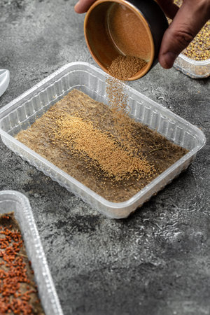 growing microgreens at home: linen substrate, seeds in package plastic containers. different...