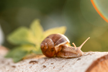wild snails clinging to the grass in the forest. Copse snail gliding on the plant in the garden.の写真素材