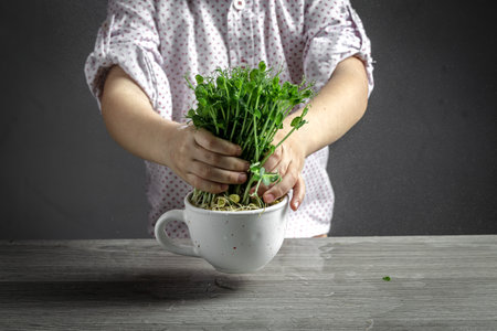 microgreen sprouts in kids hands Raw sprouts, microgreens. Peas. Little gardener at home. healthy...