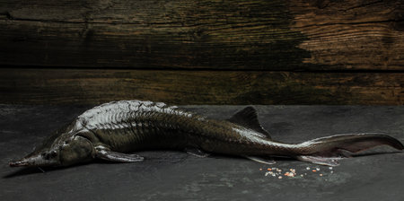 sturgeon fish. Delicious sturgeon black caviar on a dark background, Long banner format. top view.の写真素材