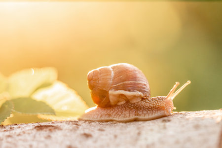 A slow grape snail crawls up the bark of a tree overgrown. Snails in nature.