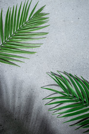 green palm leaf branches background. Summer concept, flat lay, top view,の写真素材