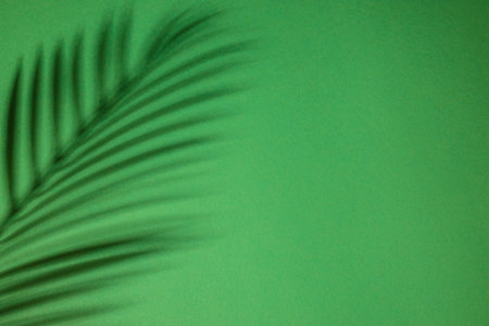 natural palm shadows. Floral silhouette on green background.の写真素材