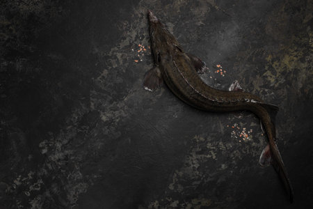 Raw sturgeon with ice on a dark background. banner, menu, recipe place for text, top view.の写真素材