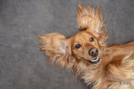 Cute playful doggy or pet Cocker Spaniel puppy dog on bed. Funny moments of a dog.の写真素材