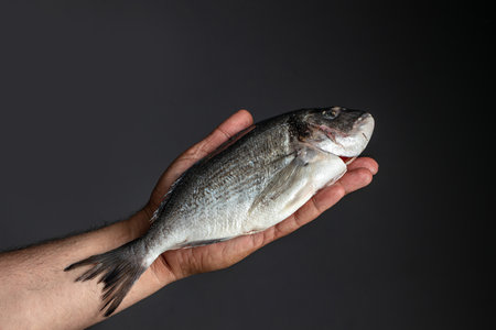 man hands holds dorado fish on black background. place for text.の写真素材