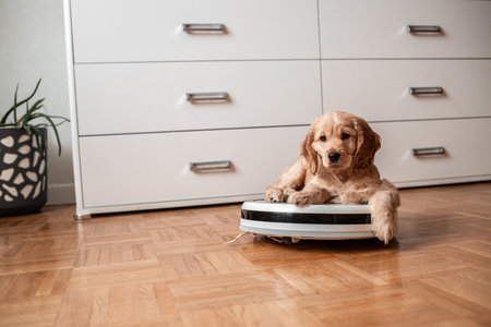 funny little puppy riding on a robot vacuum cleaner, Funny moments of a dog,