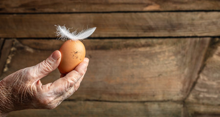 agricultural farm egg in hand. Concept of agriculture, bio and eco farming, bio food products. Long...