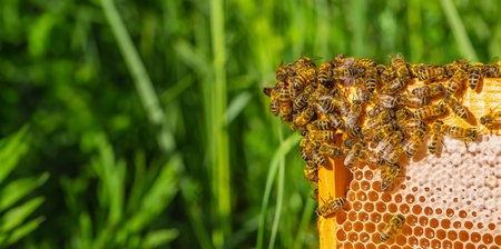 Bee on honeycombs with honey nectar into cells. Beekeeping, wholesome food for health.