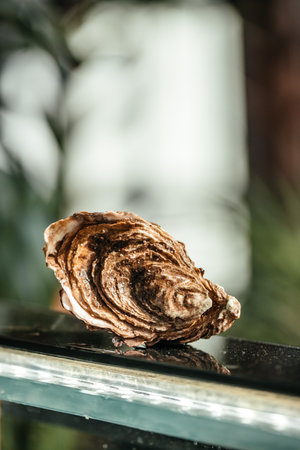 fresh and delicious oyster on a blurred background. space for text,