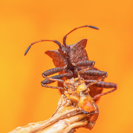 Macro brown nymph Marmorated stink bug Halyomorpha halys. shield bug.
