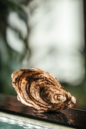 fresh Oyster on a blurred background. space for text.の写真素材