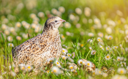 Common quail bird, domestic quails on grass,の写真素材