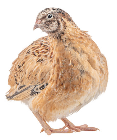 Male quail l isolated on white background.