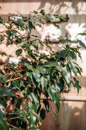 ficus benjamina under the sunlight with shadows on the wall background. Trending indoor plants. House plants care concept.の写真素材