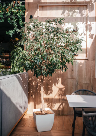 ficus benjamina under the sunlight with shadows on the wall background. Trending indoor plants. House plants care concept.の写真素材