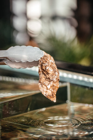 Fresh oyster held by tongs above water with ripples in a seafood restaurant setting.の写真素材