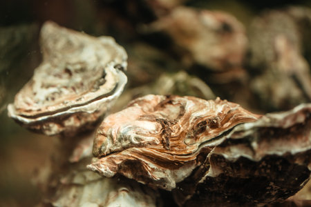 A close-up of raw oysters in their natural shells, showing intricate textures and earthy tones under the water.の写真素材