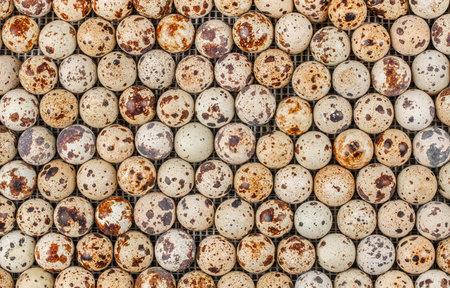 A close-up view of numerous fresh quail eggs arranged in neat rows, showing their distinctive speckled shells in various shades of brown and cream.の写真素材