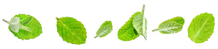 Fresh green mint leaves isolated on white background, perfect for cooking, garnish, or herbal tea preparation.の写真素材