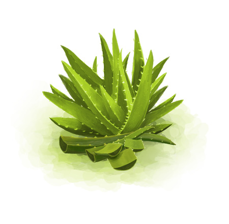 Green aloe in a clean, white backgroundの写真素材