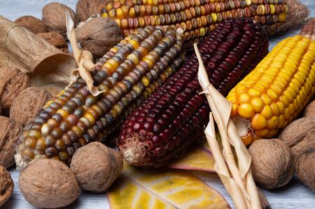 Autumn background with corn, nuts, autumn leaves.の写真素材