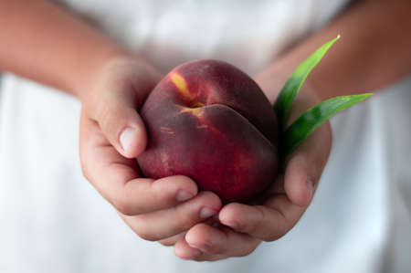 Big, ripe peach with leaves in the hands of a child on a background of white clothes.の写真素材