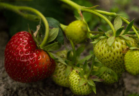 A branch with ripe and green strawberries on the background of the garden.の写真素材