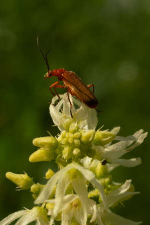 Soldier beetle on top of an inflorescence on a sunny summer day.の写真素材