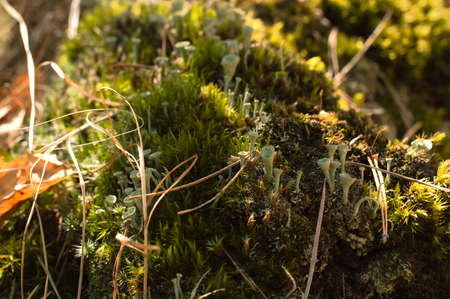 Moss and lichens in the forest on a summer sunny day.の写真素材