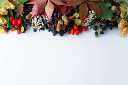 White background with a pattern of autumn leaves and berries on top. Postcard with space for entering text.の写真素材