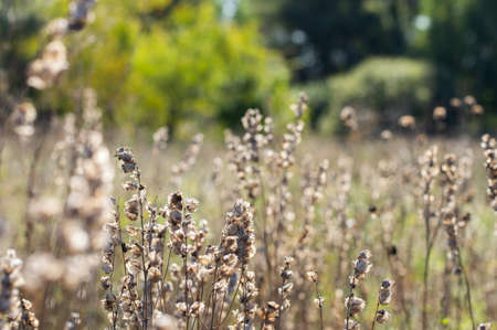 Autumn background with dry grass on a background of a forest in a sunny day.の写真素材