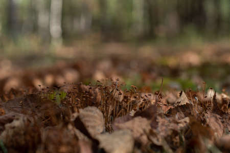 Autumn forest with moss and fallen leaves in the foreground, delicate background with bokeh effect.の写真素材