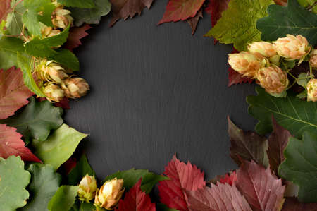 Autumn bright background with leaves and cones of hops with space in the middle for writing text. View from above.の写真素材