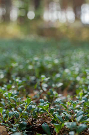 In the foreground, lingonberry plants on a sunny, summer day against the background of the forest, the background is blurred.の写真素材