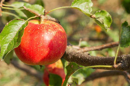 Ripe, red apple on a branch with leaves on a tree, sunny day.の写真素材