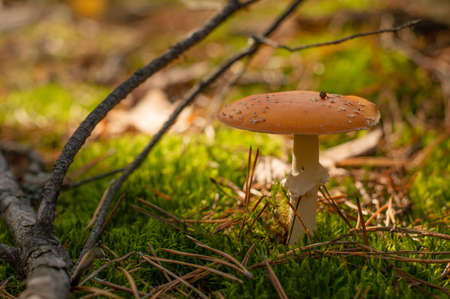 A beautiful poisonous mushroom - fly agaric - grows on moss in the autumn forest.