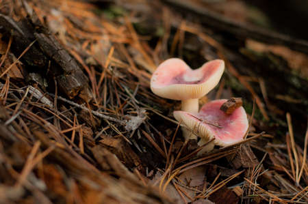 In the autumn forest, pink tender mushrooms have grown on a litter. Autumn background with bokeh...