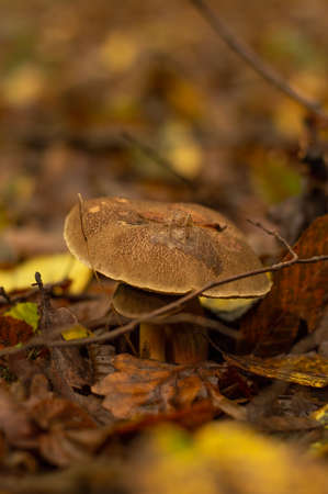 Under a large mushroom, a small mushroom has grown from the forest floor against the background of fallen leaves.Autumn background with bokeh effect.の写真素材