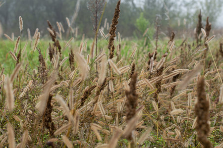 Autumn misty morning in the meadow against the background of a blurry forest. Autumn background with bokeh effect.の写真素材