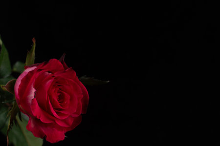 A red rose is placed on a black background with a place to enter text. Postcard with bokeh effect.