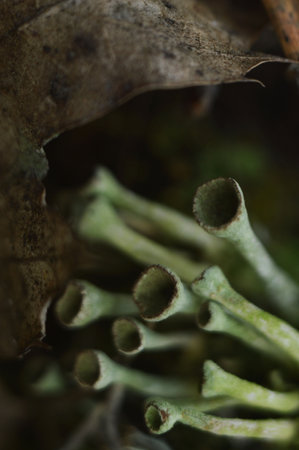 Blurred image of lichen and oak leaf in late autumn.Autumn background.の写真素材