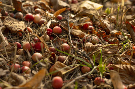 Blurred image of autumn grass and fallen leaves and apples. Photo with bokeh effect. Autumn...