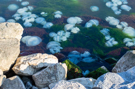 There are many jellyfish near the rocky seashore on a sunny summer day.