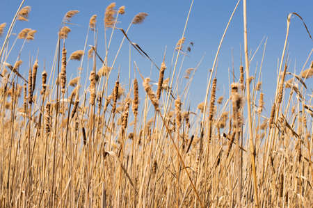 Blurred image of reeds against the blue sky on a sunny day.