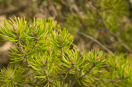 Blurred image of pine branches against a forest background.